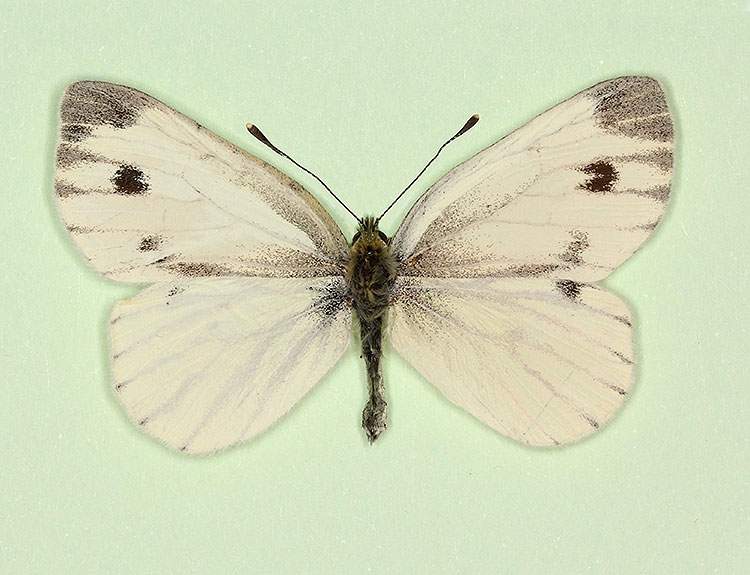 Pieris napi (gynandromorph A) (Internet Image property of respective owner, non-commercial use only)